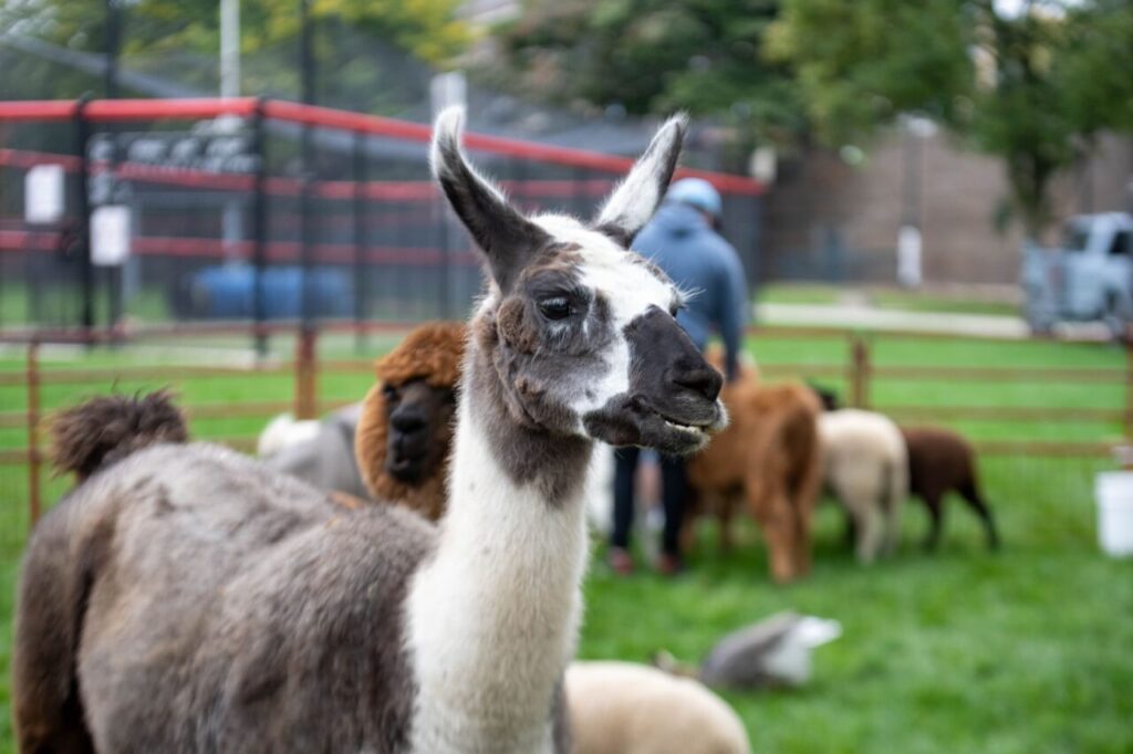 Mobile Petting Zoo for Events in Singapore
