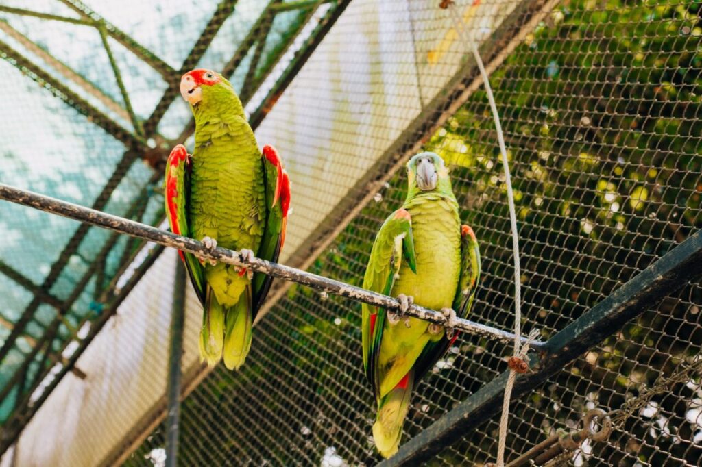 Parrot Card Reading for Events in Singapore