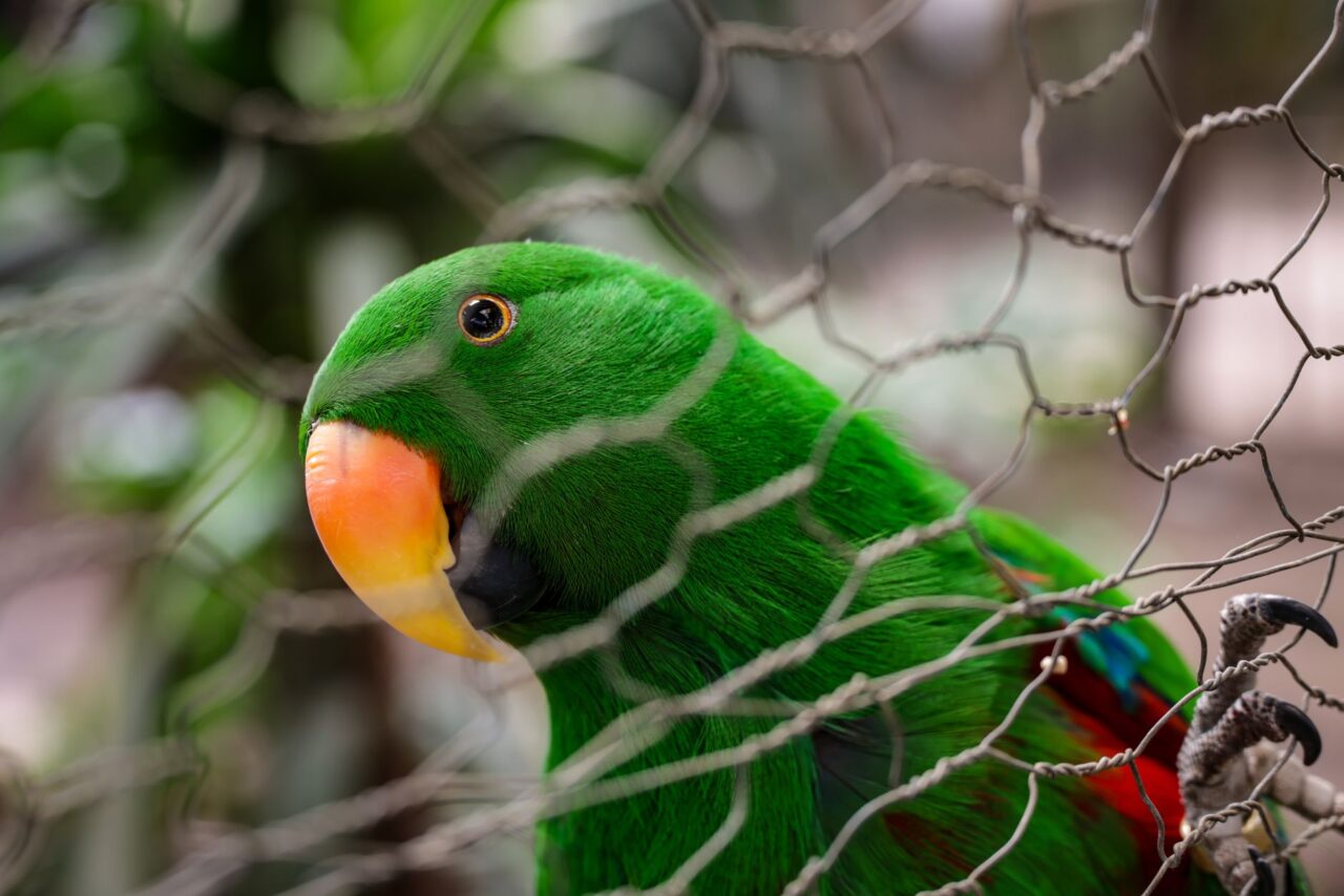 Parrot Card Reading for Events in Singapore