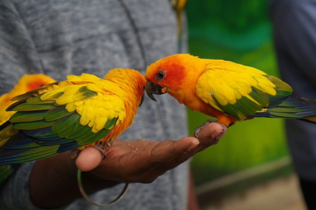 Parrot Card Reading for Events in Singapore