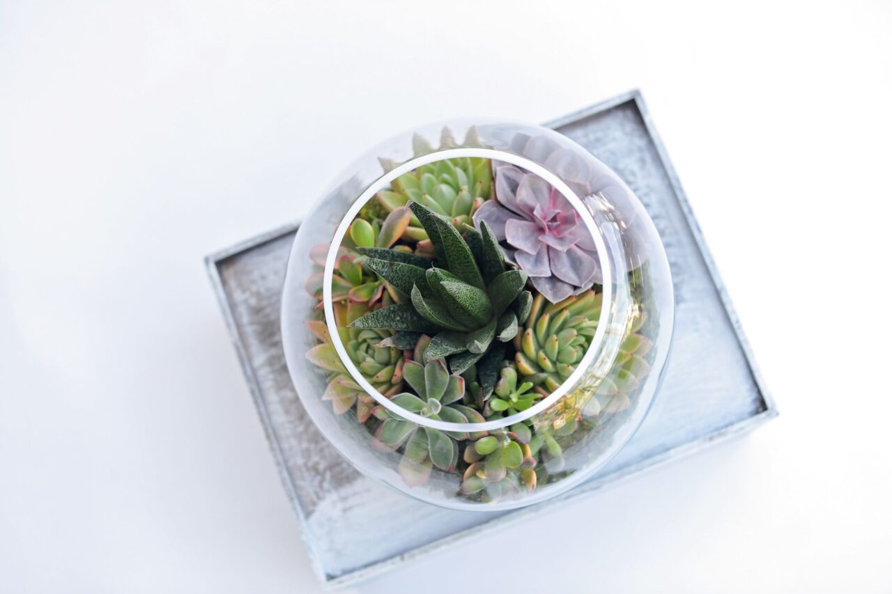 Terrarium Workshop for Corporate Events in Singapore